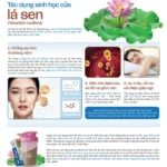 Cùng Love World tìm hiểu tác dụng sinh học của lá sen (Nelumbo nucifera)